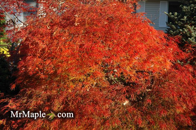 Buy Waterfall Japanese Maple Trees